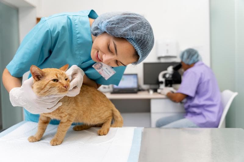 Aplikasi Klinik Hewan